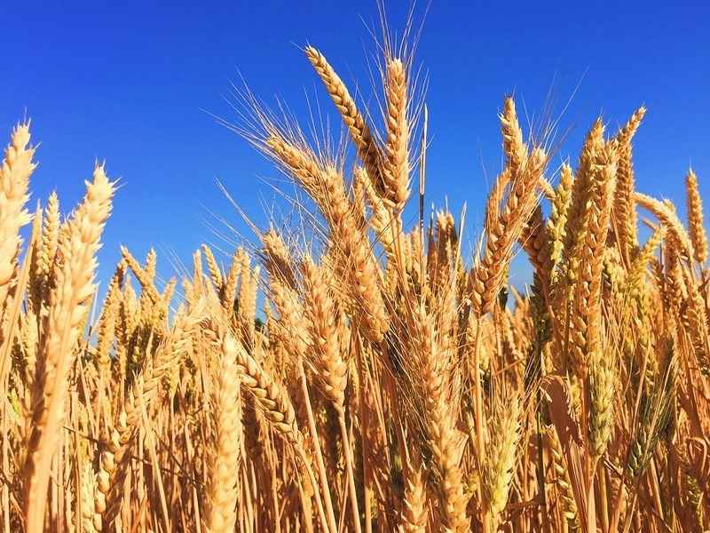 糧食專家警告全球小麥供應僅剩「10周」