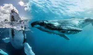【圖輯】座頭鯨與人類親密互動的罕見畫
