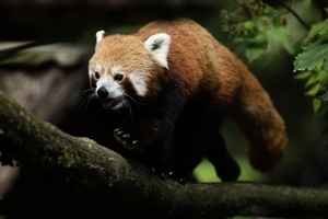 瑞士小貓熊趁暴風雪逃離動物園 被逮了回去