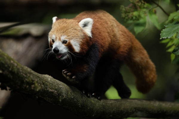 瑞士小貓熊趁暴風雪逃離動物園 被逮了回去