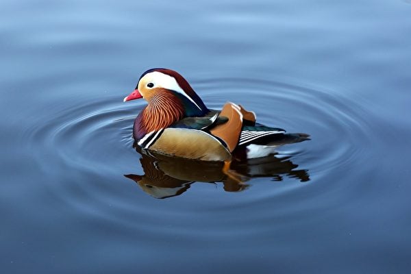 美國湖泊鴨群中冒出一隻鴛鴦 引人注目