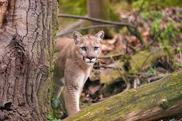 四歲男孩在美國國家公園遇山獅 被咬傷送醫