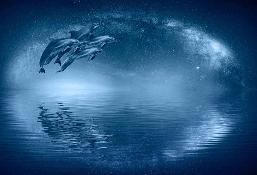 海豚在加州生物發光水域閃耀藍光的神奇時刻