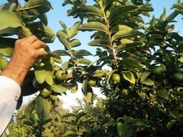 印度男子15年獨力種1萬棵樹 讓瘠地變果園