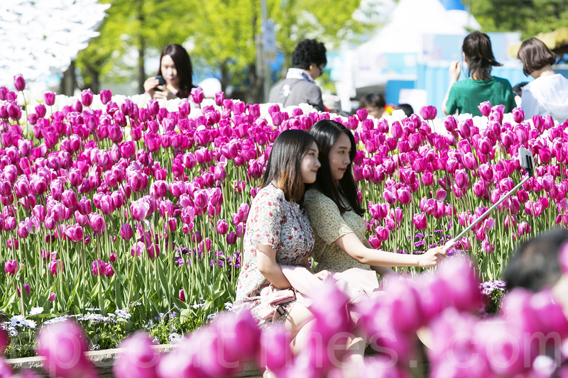 韓國高陽花卉博覽會繽紛登場