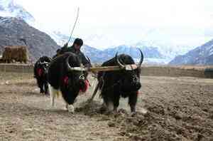 一頭氂牛衝進甘肅一高校 學生四散奔逃