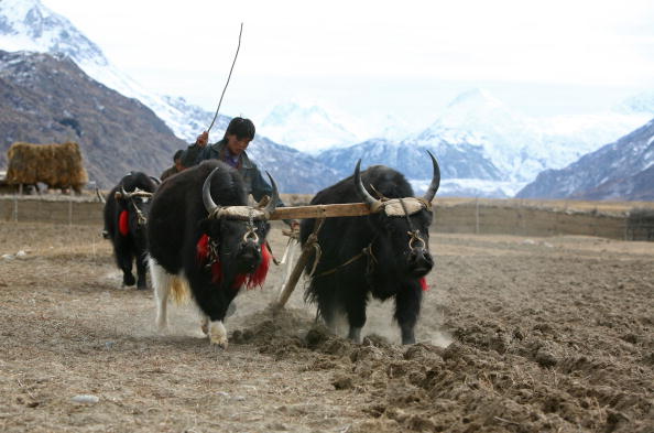 一頭氂牛衝進甘肅一高校 學生四散奔逃