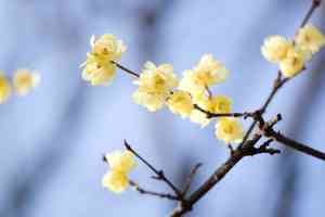 青松絮語：花的傷痕