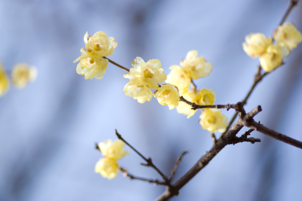 青松絮語：花的傷痕