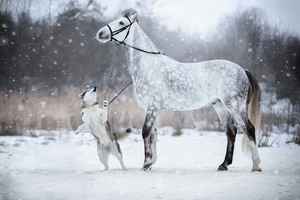 【圖輯】馬與狗之間的冰雪友情照 溫馨美麗