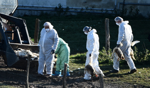 法國禽流感蔓延 已撲殺逾250萬隻家禽
