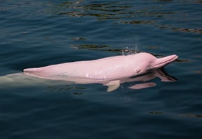 疫情下渡輪班次減少 稀有粉紅海豚返回香港
