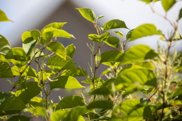 一種漂亮的日本植物蔓延美國 為何令屋主色變