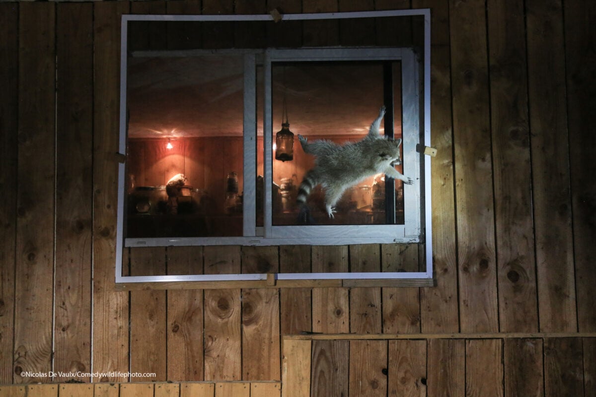 作品名稱為「你怎麼把窗戶打開的？」，這隻浣熊可能因為好奇試圖進入房屋，也許是為了偷食物。（Nicolas de Vaulx/Comedy Wildlife PhotographyAwards 2021 提供）