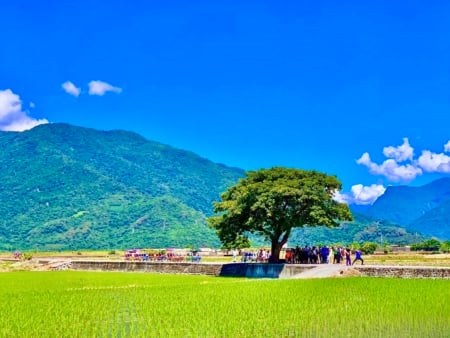 池上金城武樹,優雅的佇立在田中央,為旅人庇蔭遮涼。(圖/王芊芊提供)
