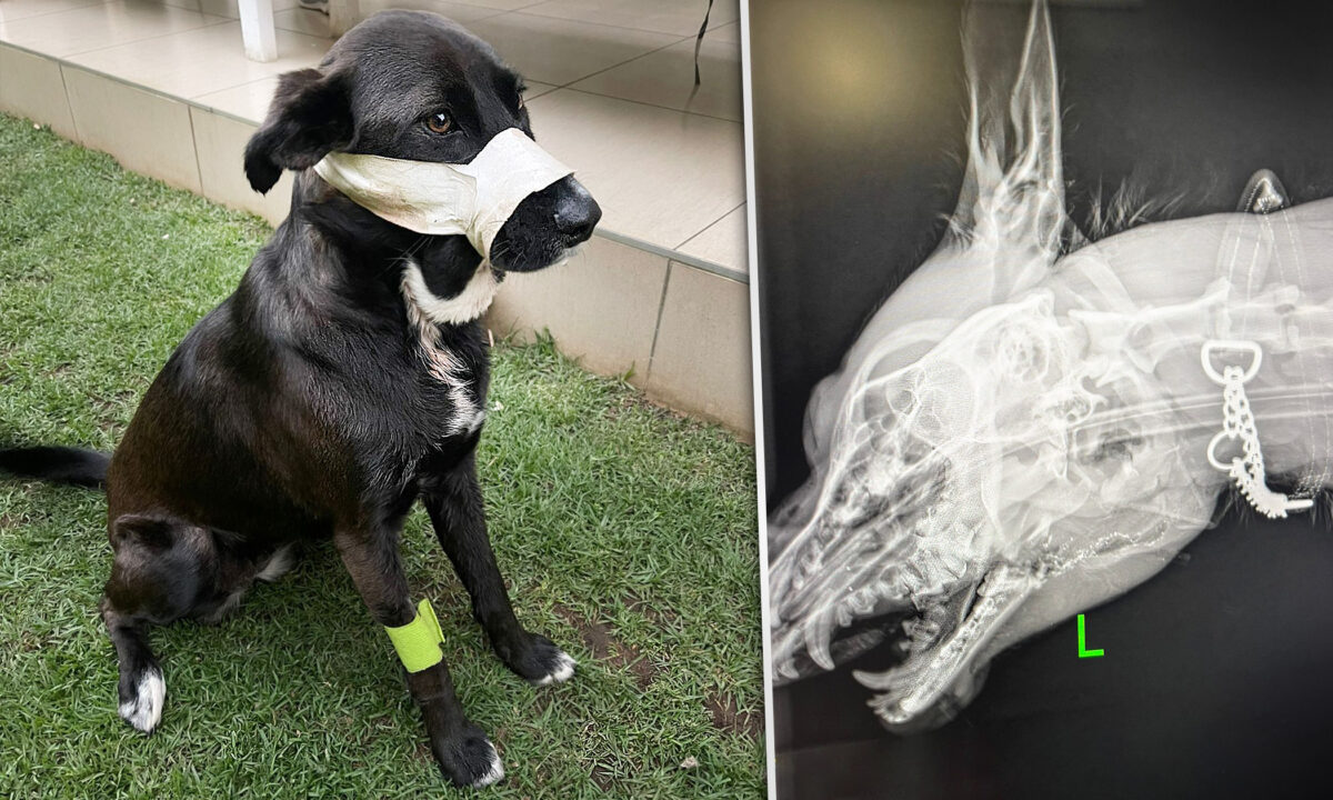 前不久，南非的一隻忠犬為保護小主人，直接撲向槍手，雖然臉部受到重傷，但很幸運地活了下來。（Boksburg SPCA提供）