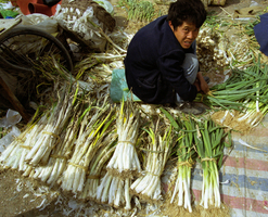 中國大蔥價創5年新低 農民每畝虧千餘元