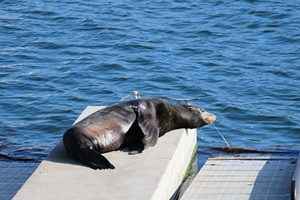 加州海獅鼻部插刀游至海峽群島港 獲救助脫險