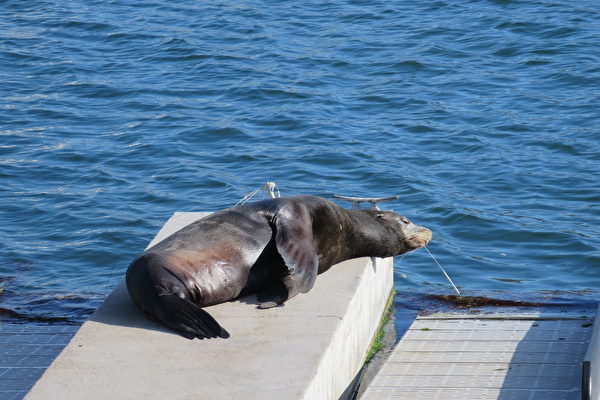 加州海獅鼻部插刀游至海峽群島港 獲救助脫險