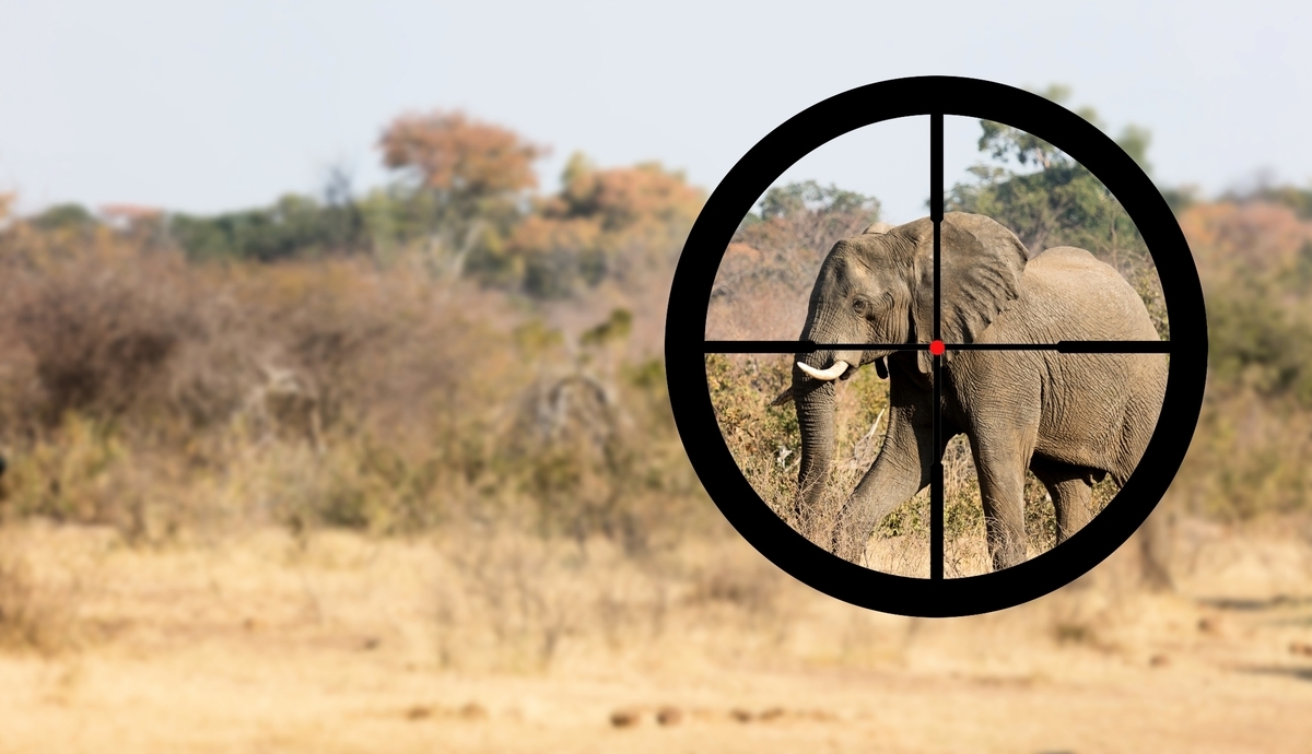 數十年來對「恐懼生態學」的研究表明，被獵食者捕殺的恐懼可以改變從魚類到大象等野生動物的長期行為和生理反應。（Shutterstock）