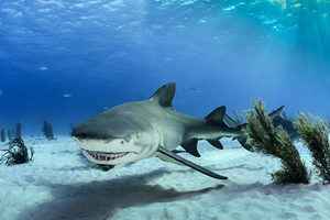 研究：兇猛的鯊魚竟被獵物當成止癢利器