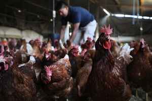 中國再現人感染H3N8禽流感病例
