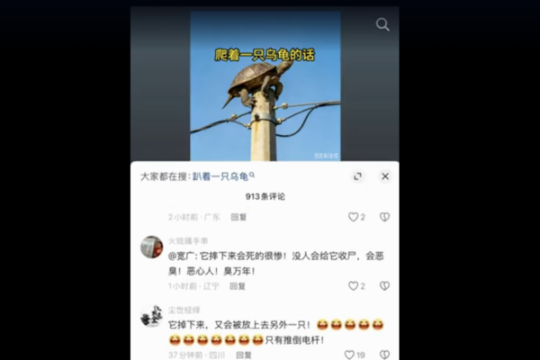 抖音影片「電線杆頂上的烏龜」被封殺 惹議