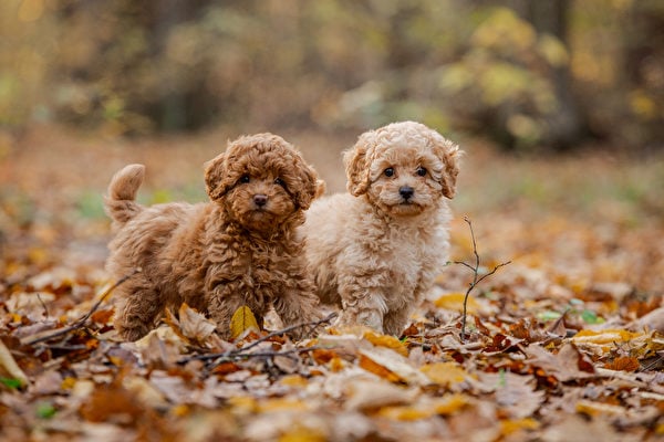 迷你貴賓犬體型較小、智商高，主要作為寵物犬。（Shutterstock）