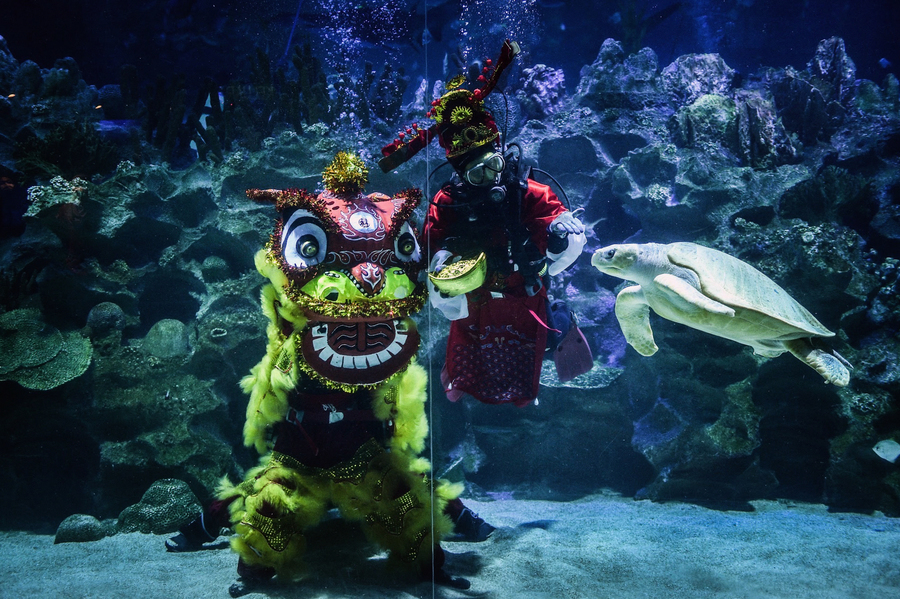 吉隆坡水族館賀新年 表演水底舞獅（多圖）