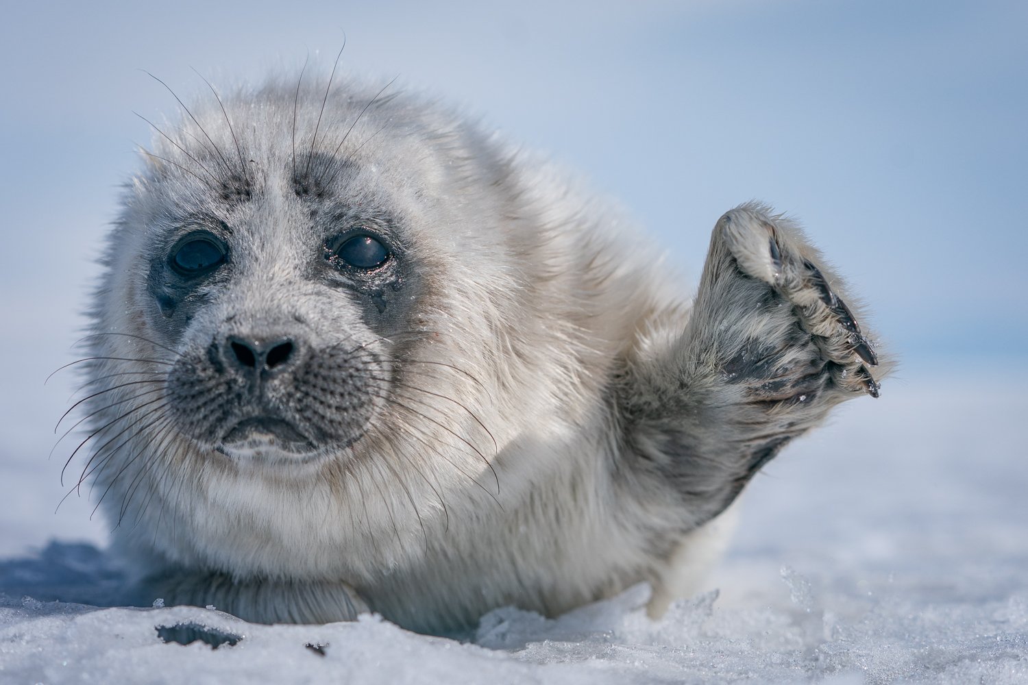 俄羅斯一位野生動物攝影師在貝加爾湖冰層下潛水時，幸運地邂逅了一隻剛出生不久的小海豹。（Dmitry Kokh提供）