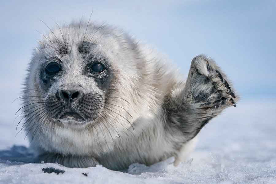 【圖輯】貝加爾湖冰層下的初生小海豹 可愛極了