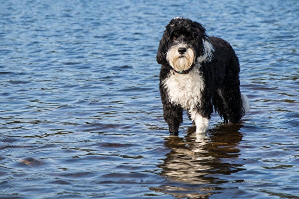 葡萄牙水犬是游泳好手，且智力超群易訓，可以成為很好的公寓犬。（Shutterstock）