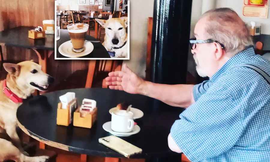 【圖輯】咖啡館救助的棄狗 成老年顧客的好陪伴