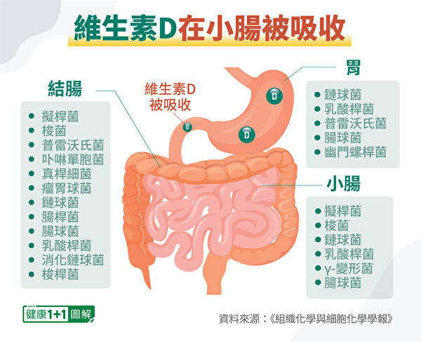 腸道菌在小腸中濃度逐漸升高，在結腸中濃度最高，維他命D主要在小腸被吸收。（健康1+1／大紀元）