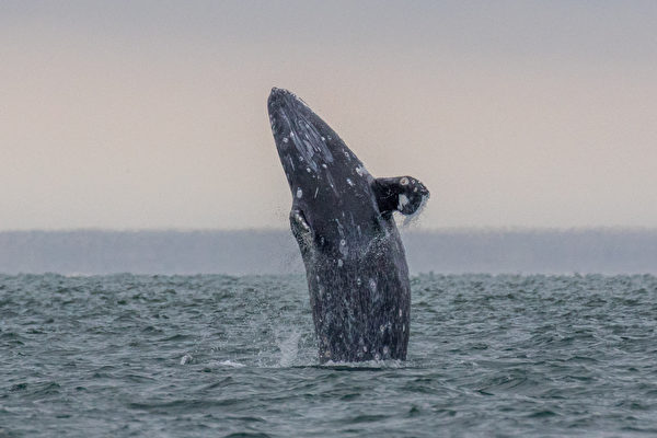 消失逾兩百年的灰鯨再現大西洋 科學家驚喜
