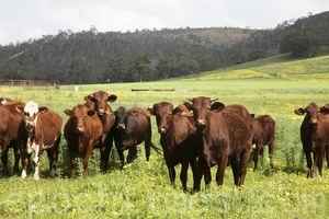 應對中國地產危機 世茂集團創始人出售澳洲牛場