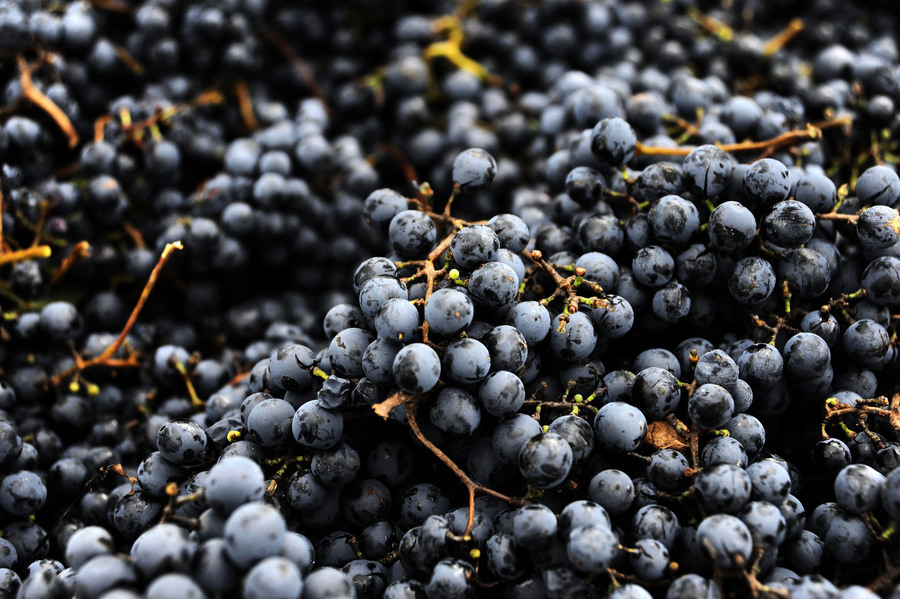 澳洲釀酒葡萄今年產量創紀錄 質量極佳