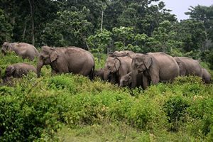十八頭印度大象一天內集體死亡 疑遭雷擊