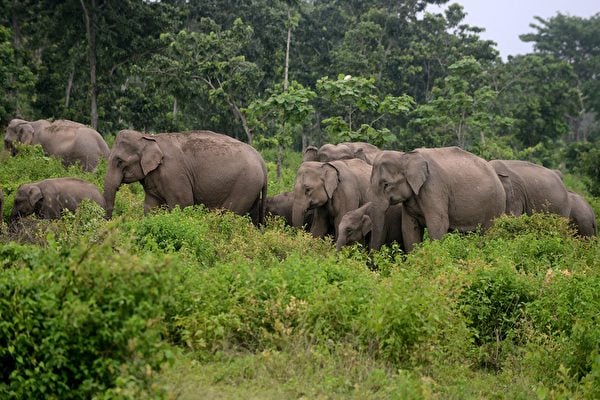 十八頭印度大象一天內集體死亡 疑遭雷擊