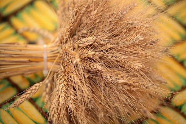 有大陸業界人士表示今年大陸小麥價格會一路走高。（Scott Olson/Getty Images）