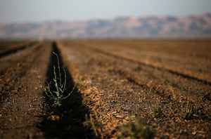 美國加州97%地區處於嚴重乾旱 給農業敲響警鐘