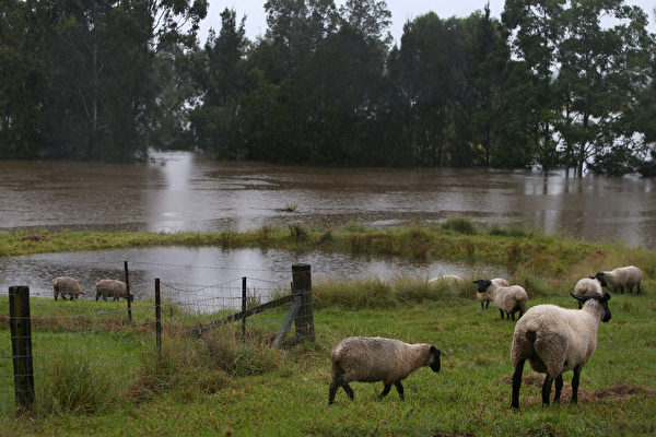 2021年3月22日，澳洲悉尼，霍克伯里河（Hawkesbury River）氾濫成災，放牧羊群的草地部份遭到淹沒。（Lisa Maree Williams/Getty Images）