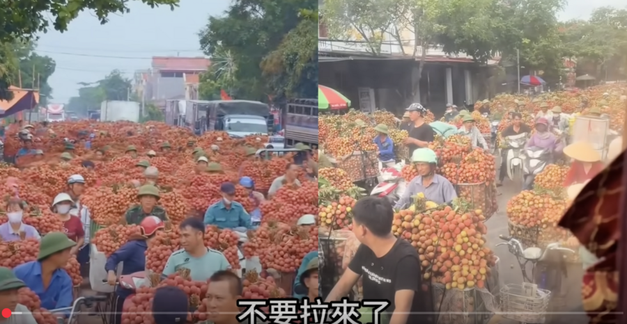 荔枝大爛市 扔掉餵牛 廣東果農欲哭無淚