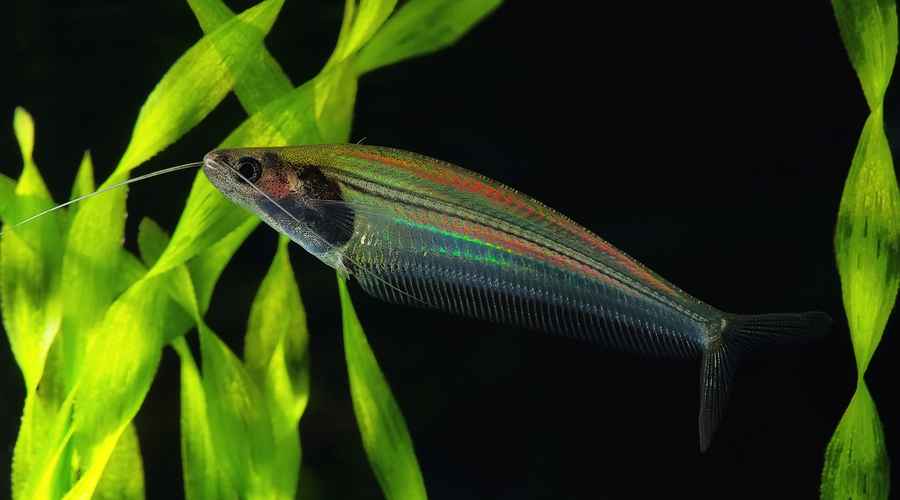 泰國這種透明小魚是如何發出彩虹般光芒