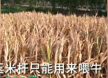 「中原糧倉」河南大旱 花生玉米產量受重創