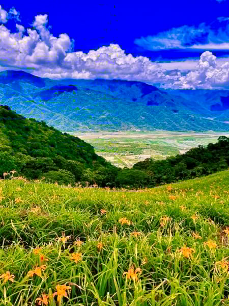 夏末初秋,金針花沿著六十石山盡情綻放,宛如金色浪潮層層翻湧。(圖/王芊芊提供)