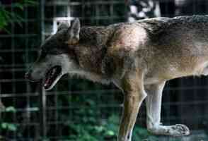 韓國動物園狼出逃 催生迷因幣 引發總統關注