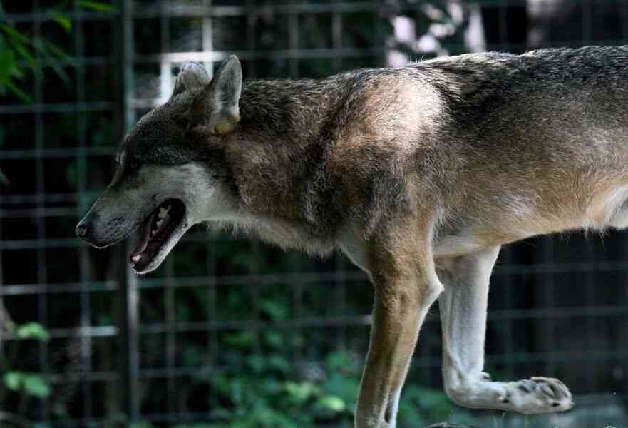 韓國動物園狼出逃 催生迷因幣 引發總統關注