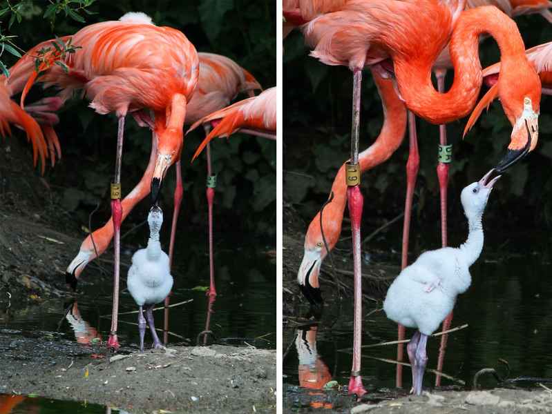 英國動物園傳喜訊 一對紅鶴成功孵化「棄蛋」