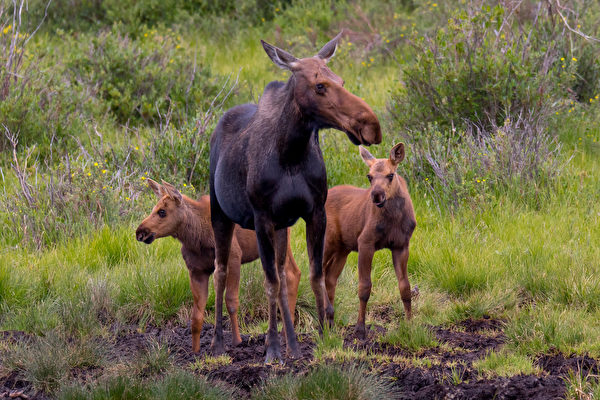 駝鹿媽媽拚命保護雙胞胎幼崽免遭黑熊襲擊